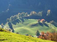 Teleblick zu Baumreihe im Tal mit Gegenlicht